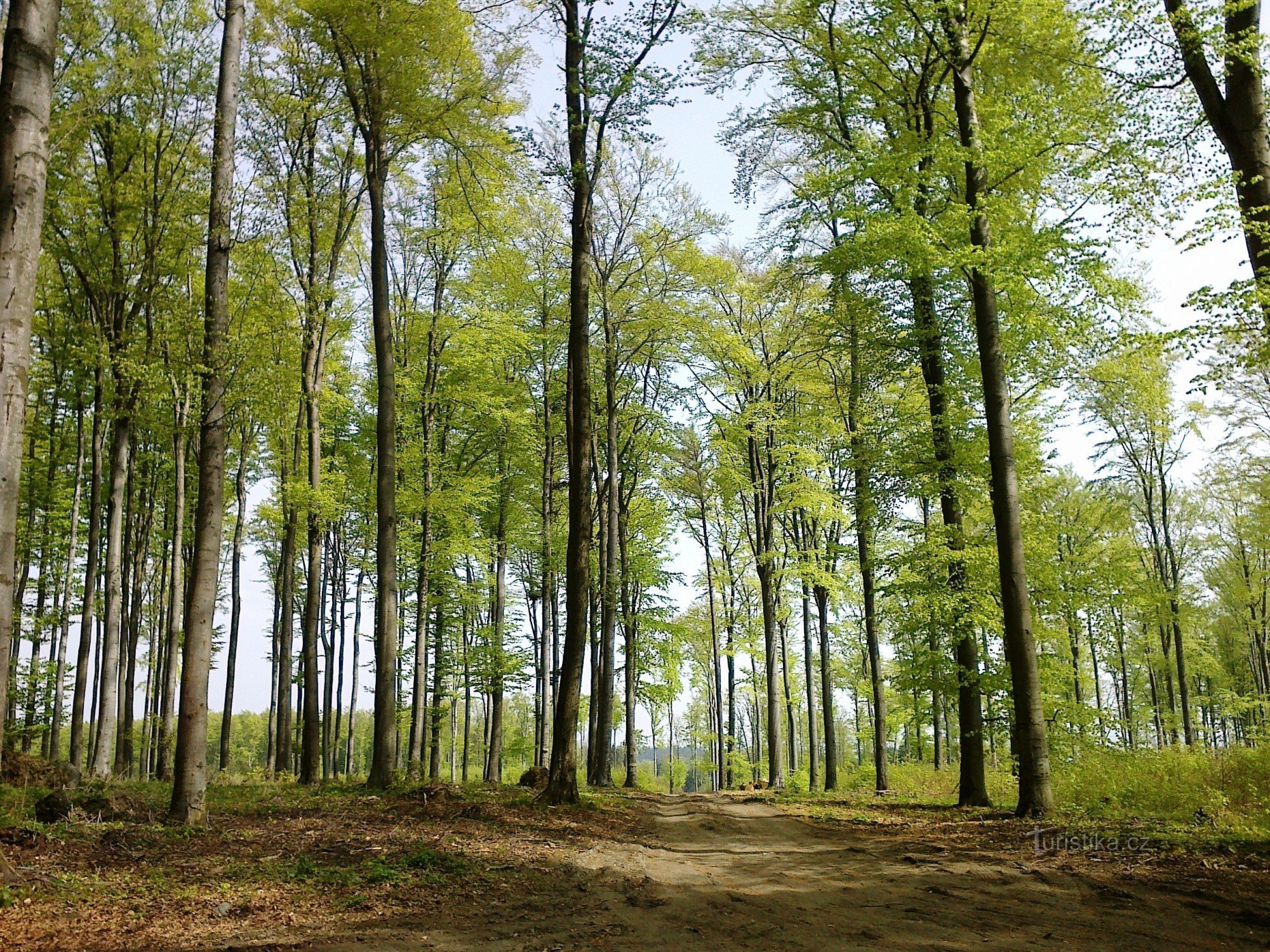 Bučina auf Bukovec