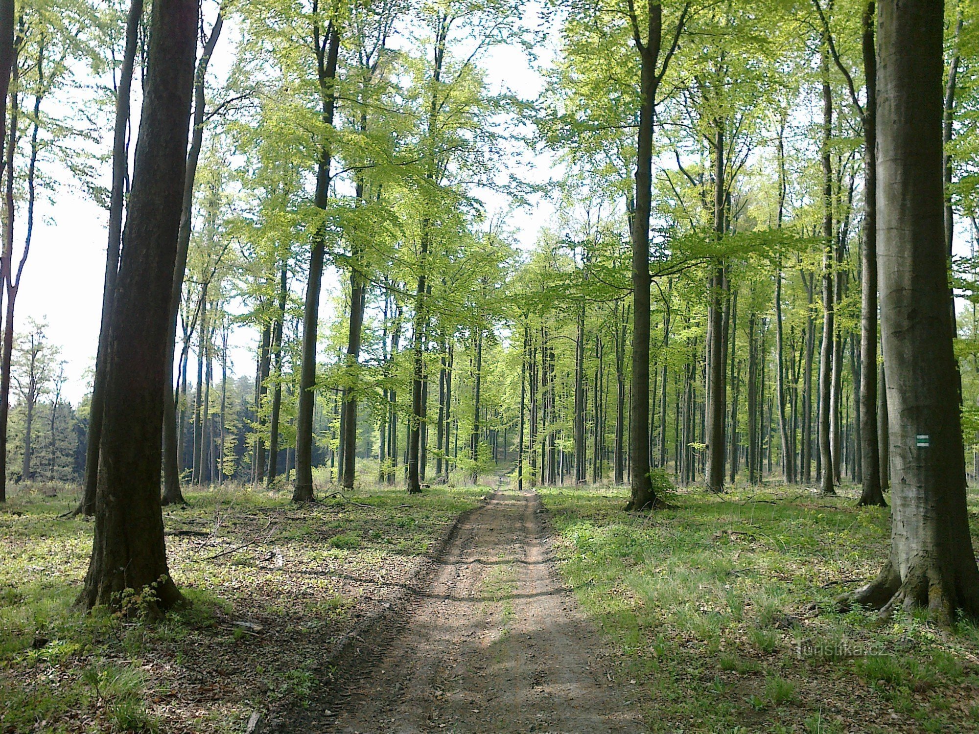 Bučina nära Bukovka