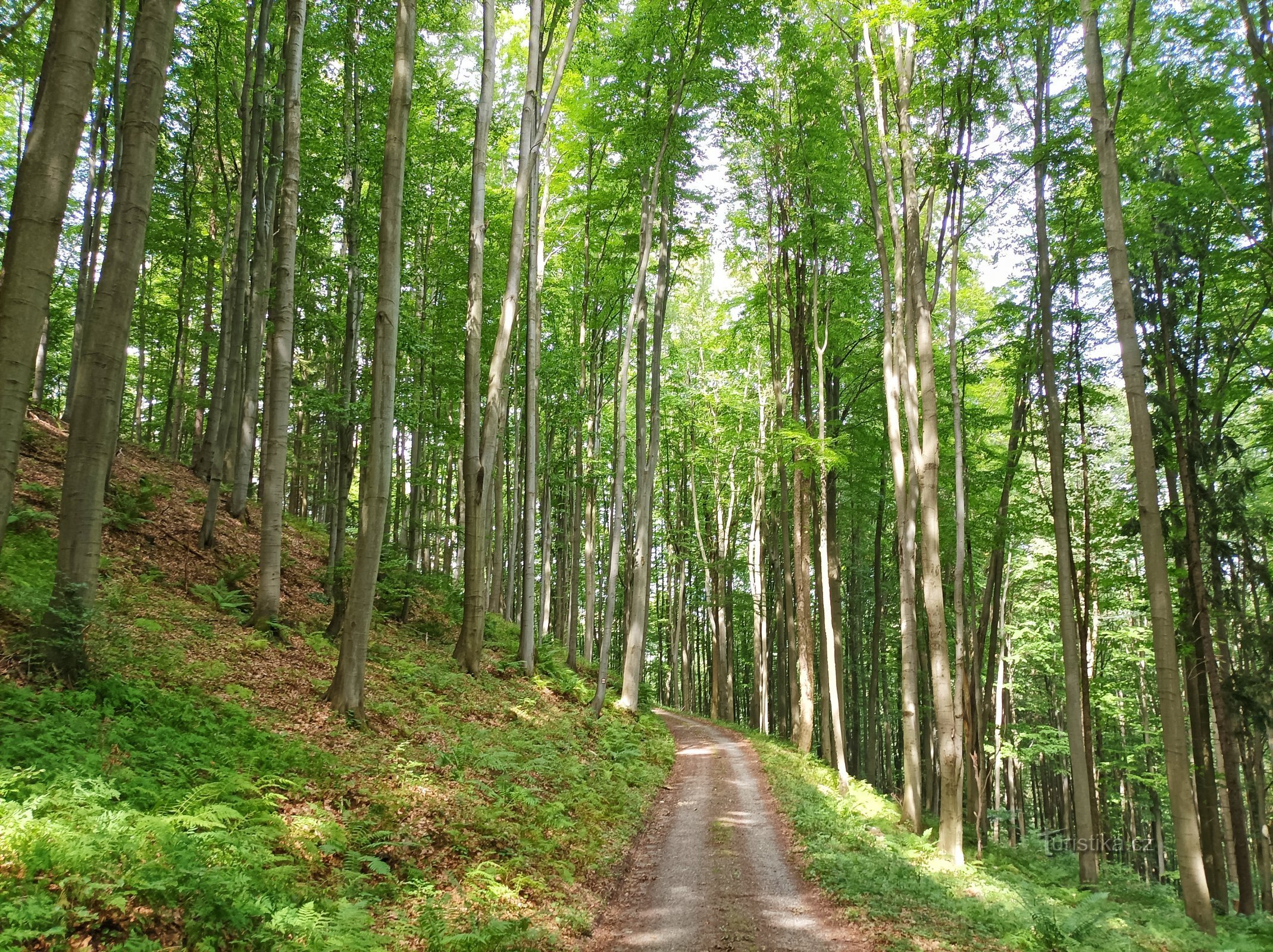 Bučiny deasupra Hanušovice sub Raškovská bouda (801 m deasupra nivelului mării)