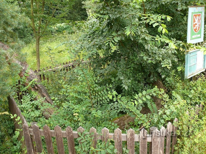 Frodig vegetation i staketet