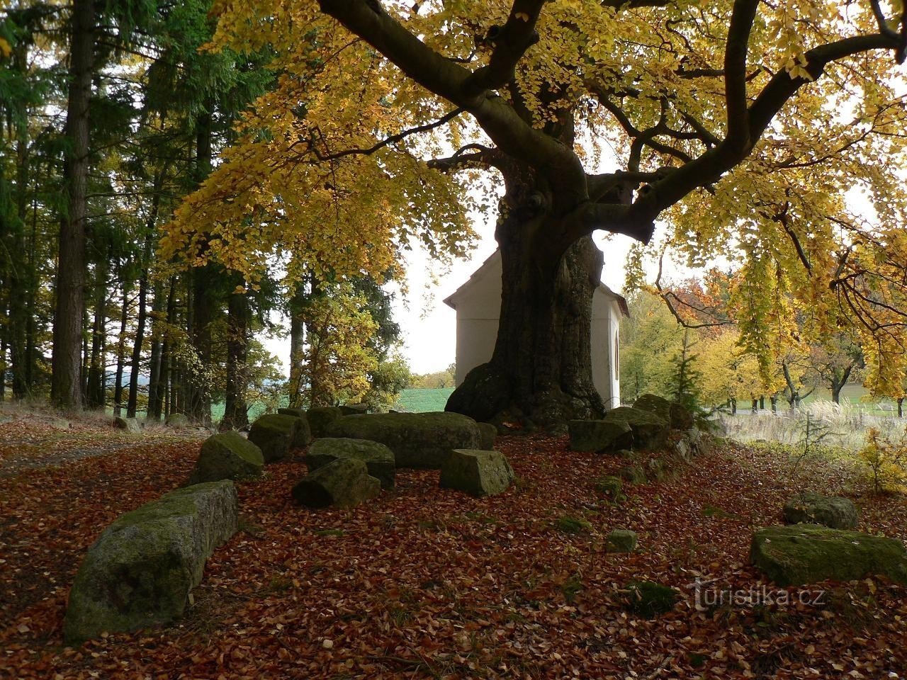 Beech tree and stone circle