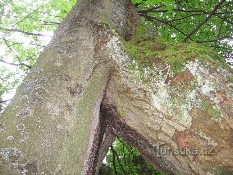 Cổng Beech