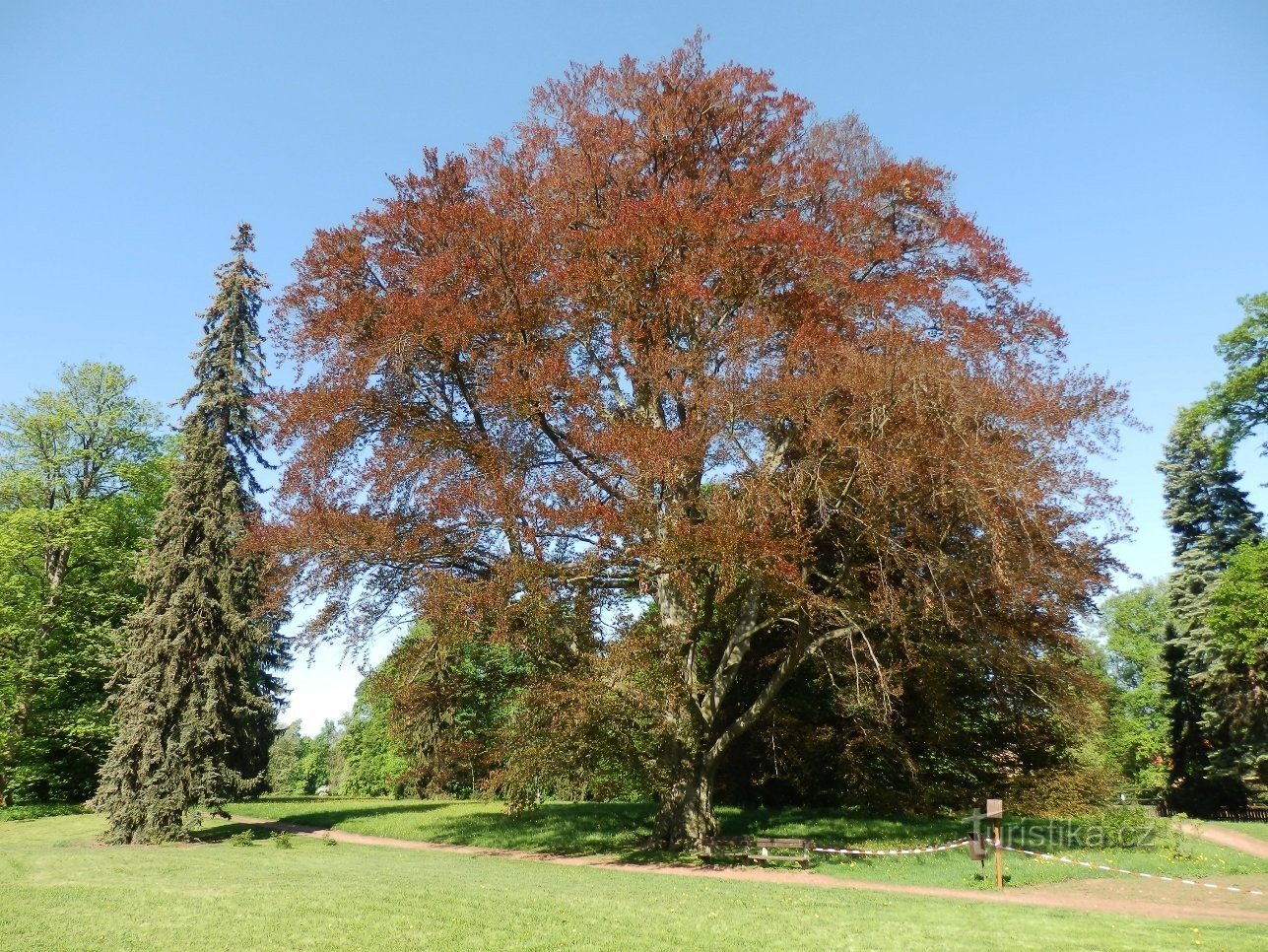 Hêtre à feuilles rouges