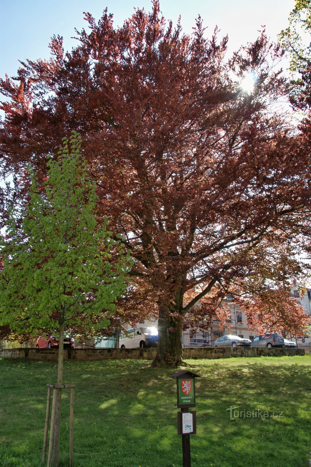 haya del bosque de hojas rojas