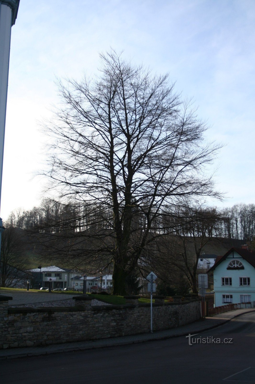 Rödbladig skogsbok i Žamberk