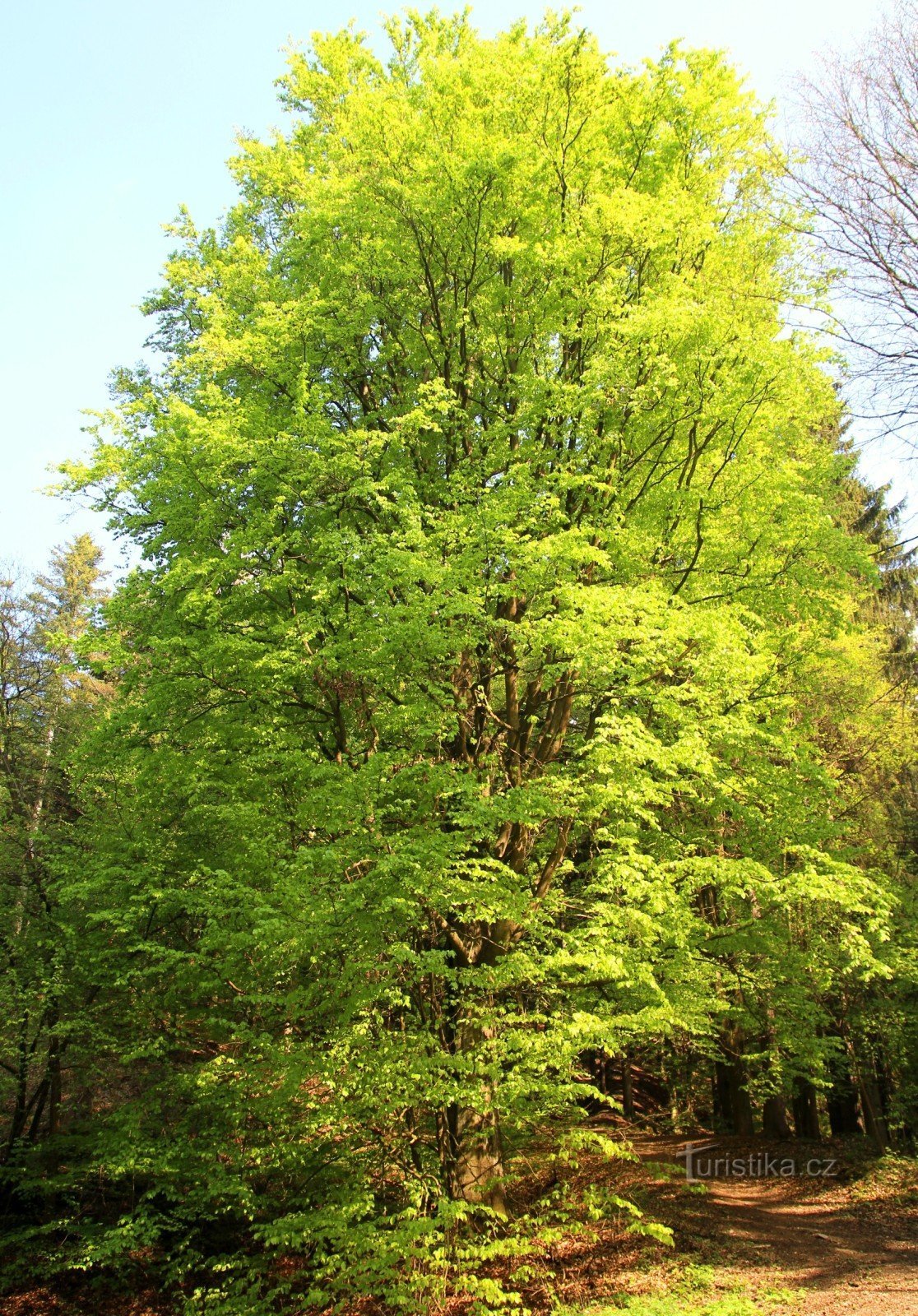 Cây sồi rừng trên Drápelky