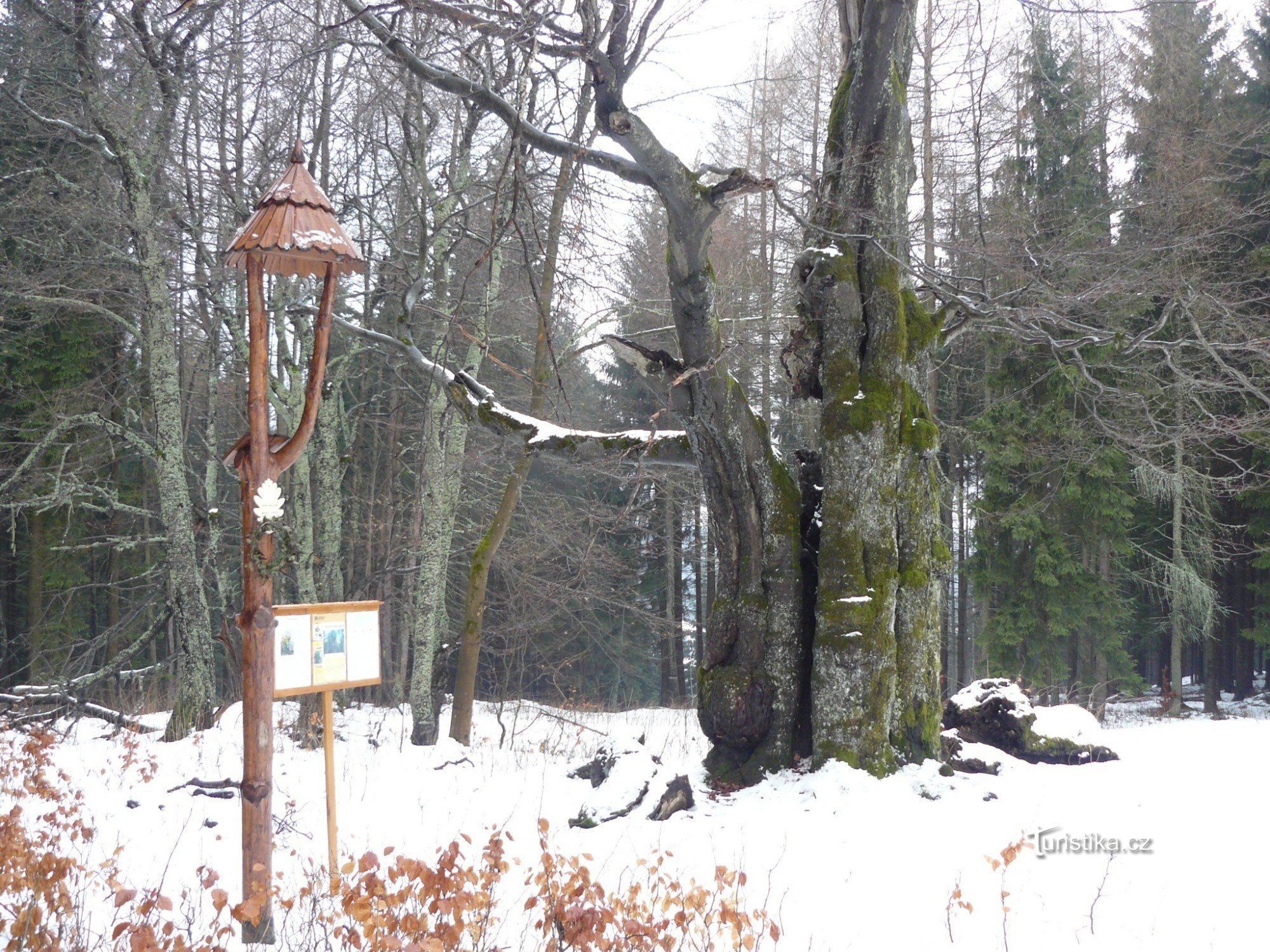 Beech on Bařinka