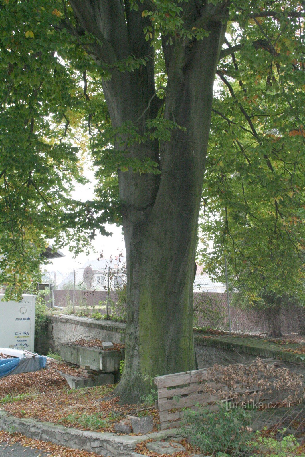Een beukenboom onder Šternberk Castle
