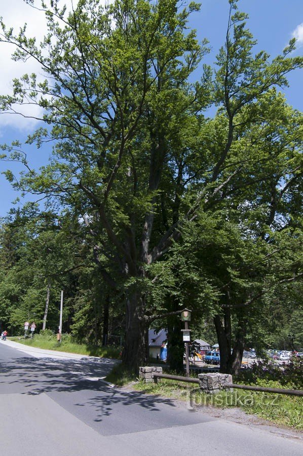 A beech tree at the intersection under Hubertov