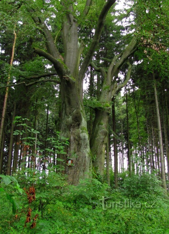 Buche bei Lysá