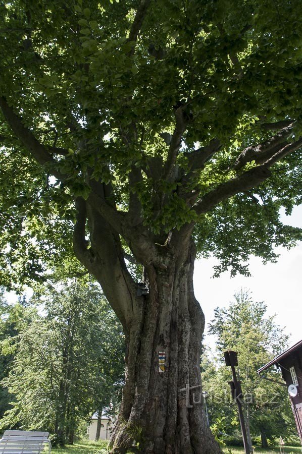 Een beukenboom op de kleuterschool