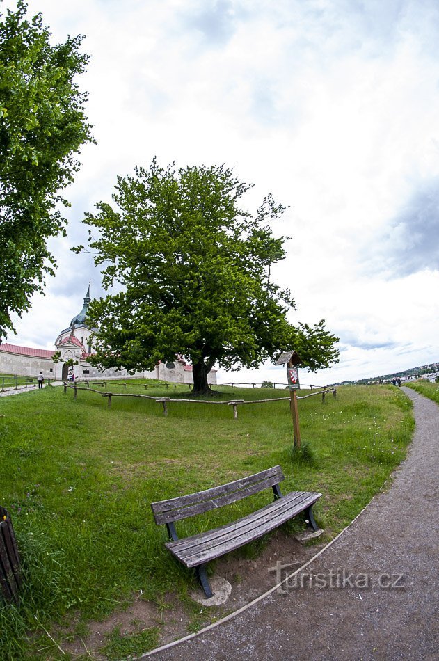 Beech at Zelená hora