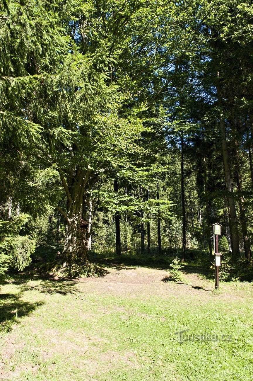 Buche im umliegenden Wald