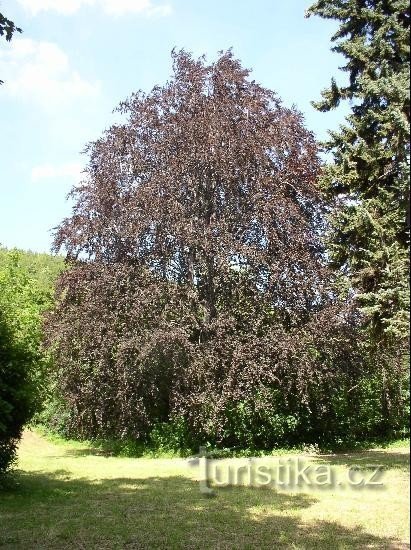 A beech tree in the castle garden