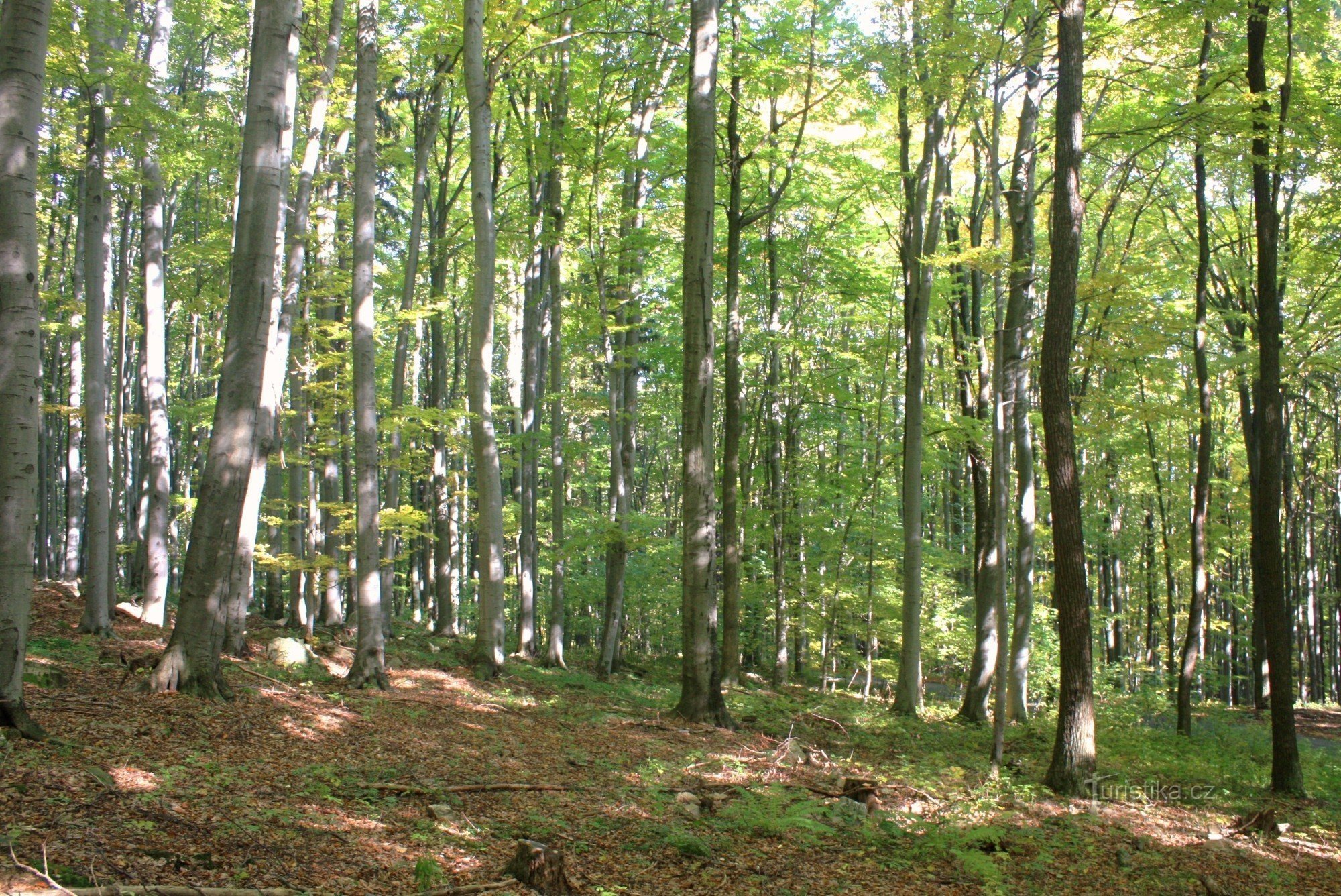 Beech hornbeam vegetation on the summit ridge