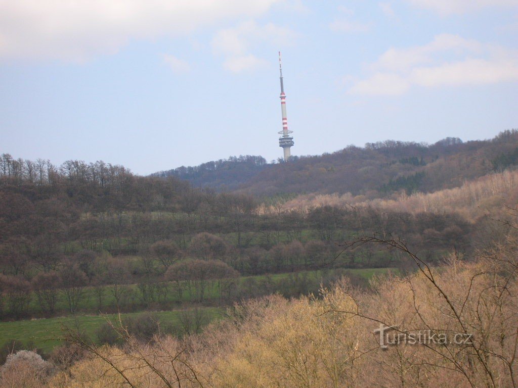 Montagna Di Faggio