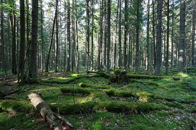 Buková slať