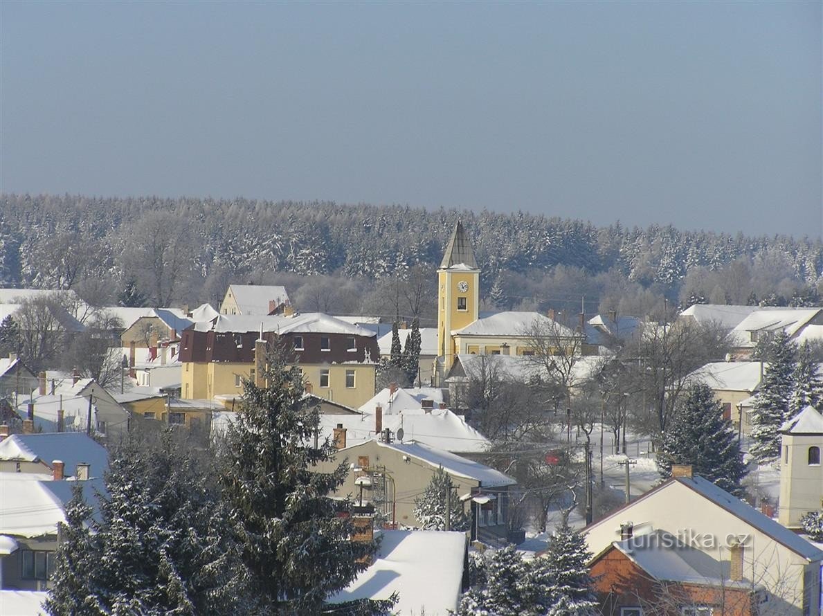 Beukenboom in de winter