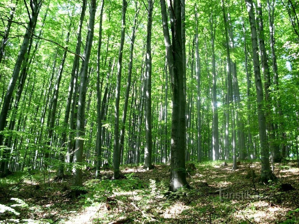 Bukowe lasy Białych Karpat