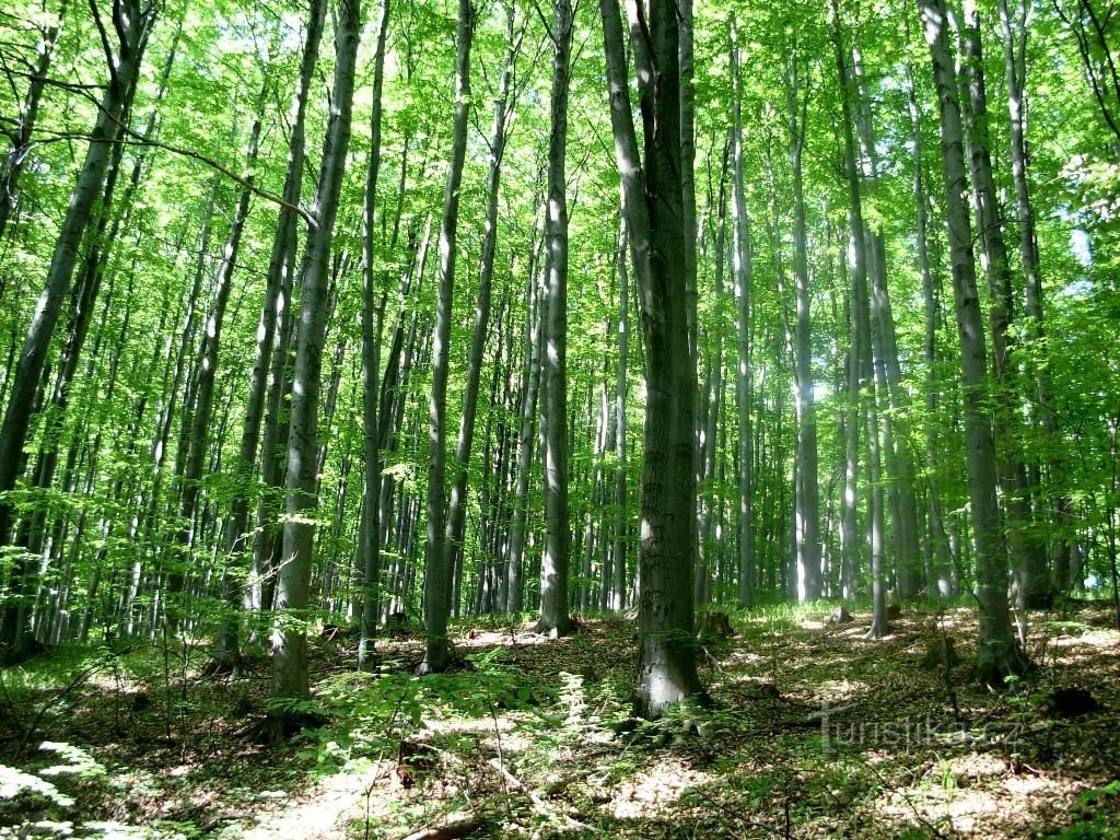 Foreste di faggio dei Carpazi Bianchi