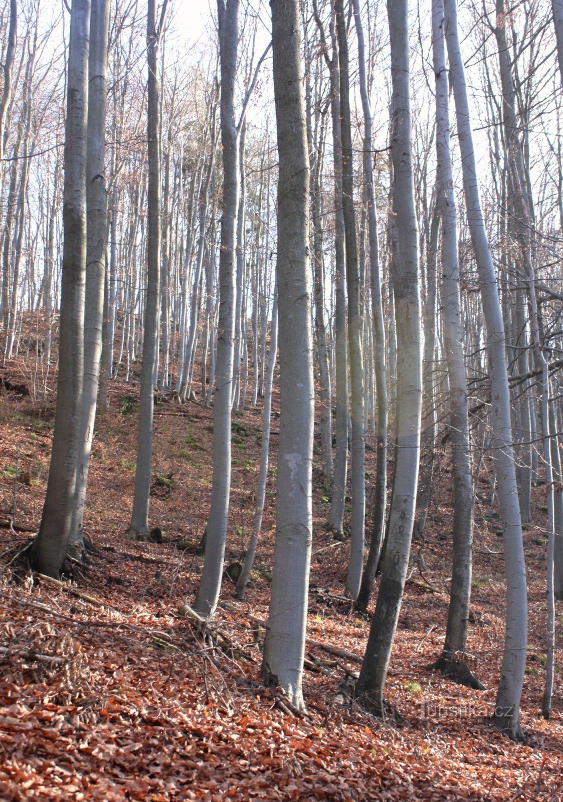 Forêts de hêtres au-dessus de la grotte de Kateřinská