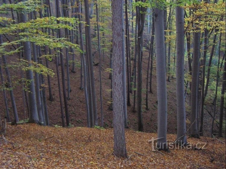 Boekoveček: Reserveren