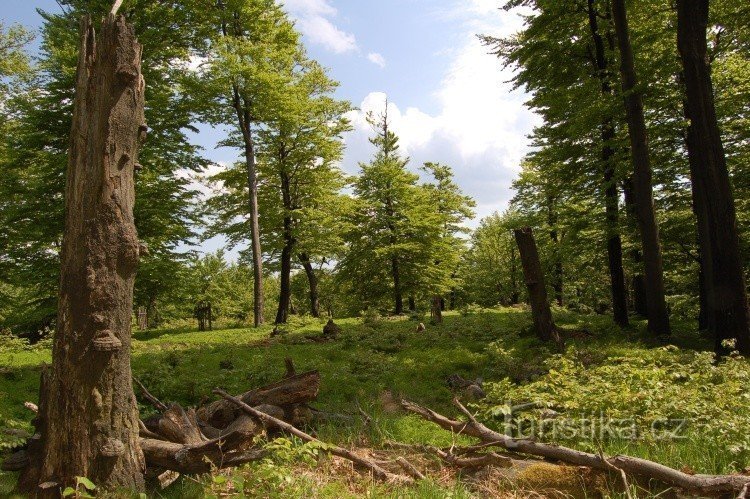 Bosque de hayas en la colina de Pěnkavčí