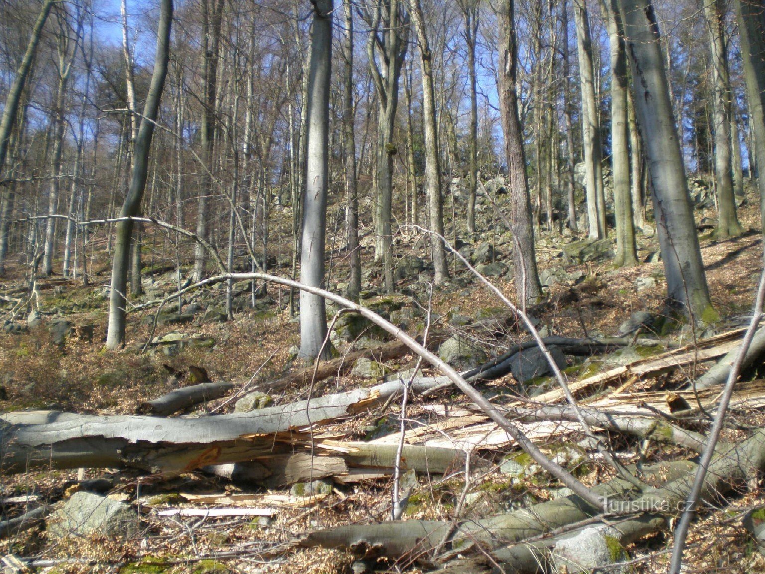 Pădure de fag pe versanții crestelor Jinecké