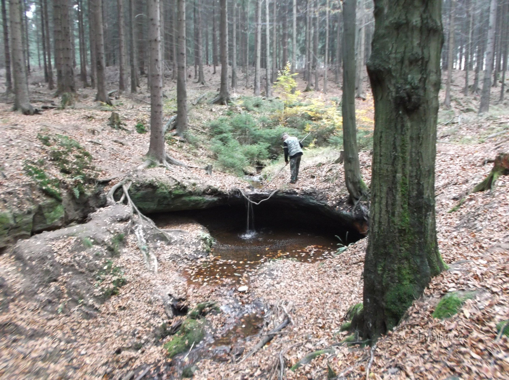 Cascade de hêtre