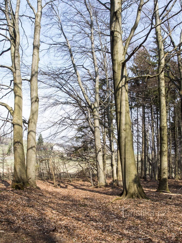 Beech trees up to 200 years old