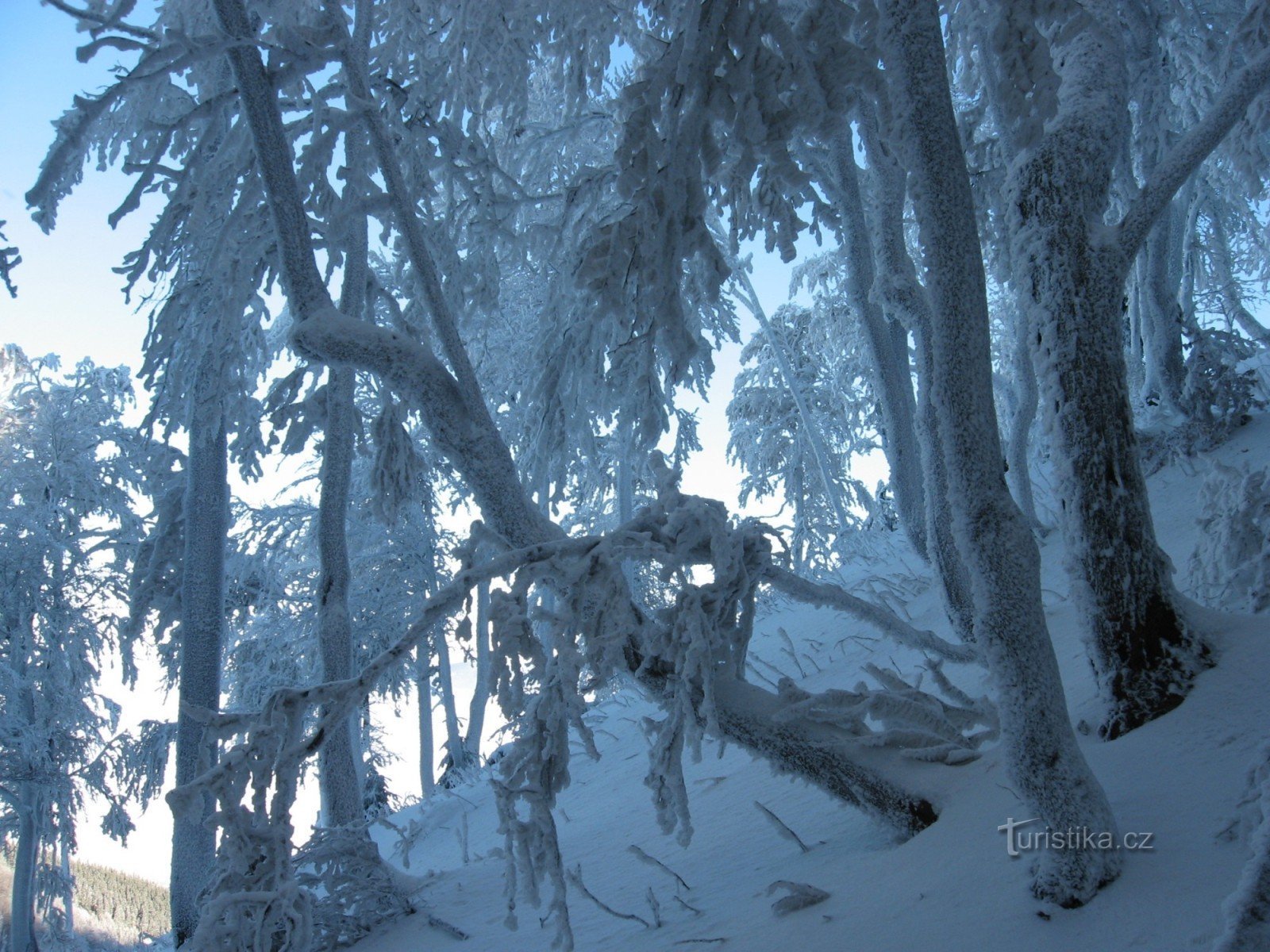 beech trees below the Kněhyn peak