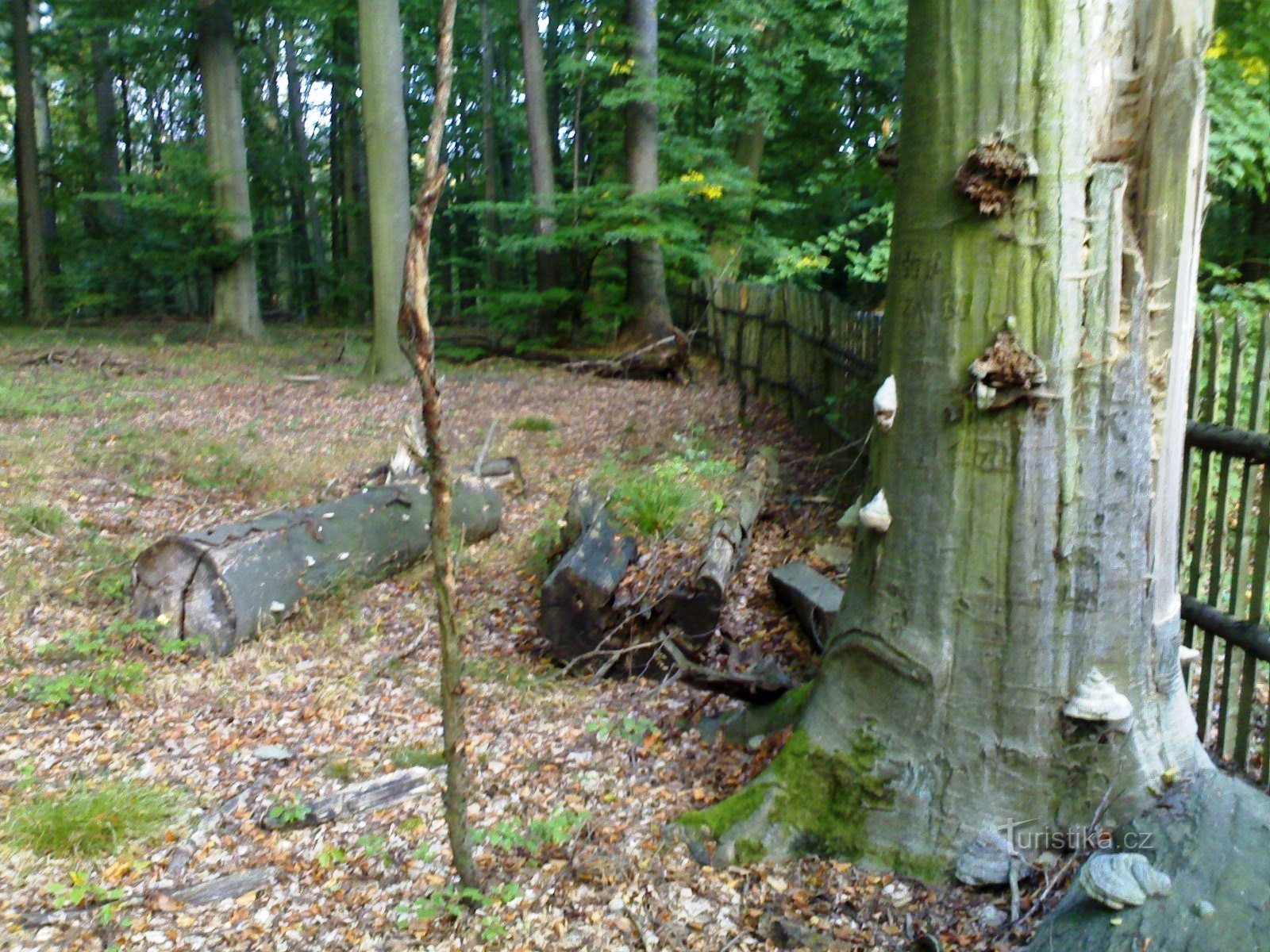 Beech trees near Vysoké Chvojno