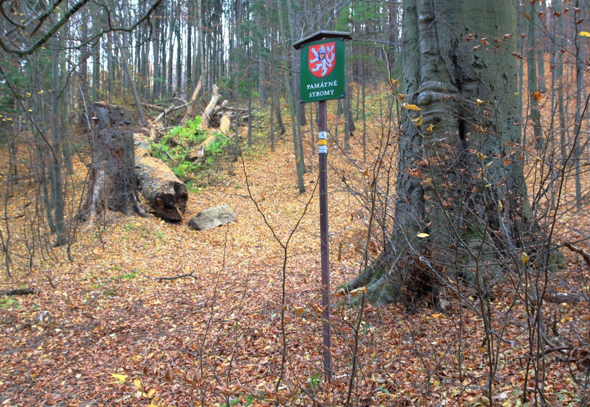 Bøgetræer ved Zenker-monumentet