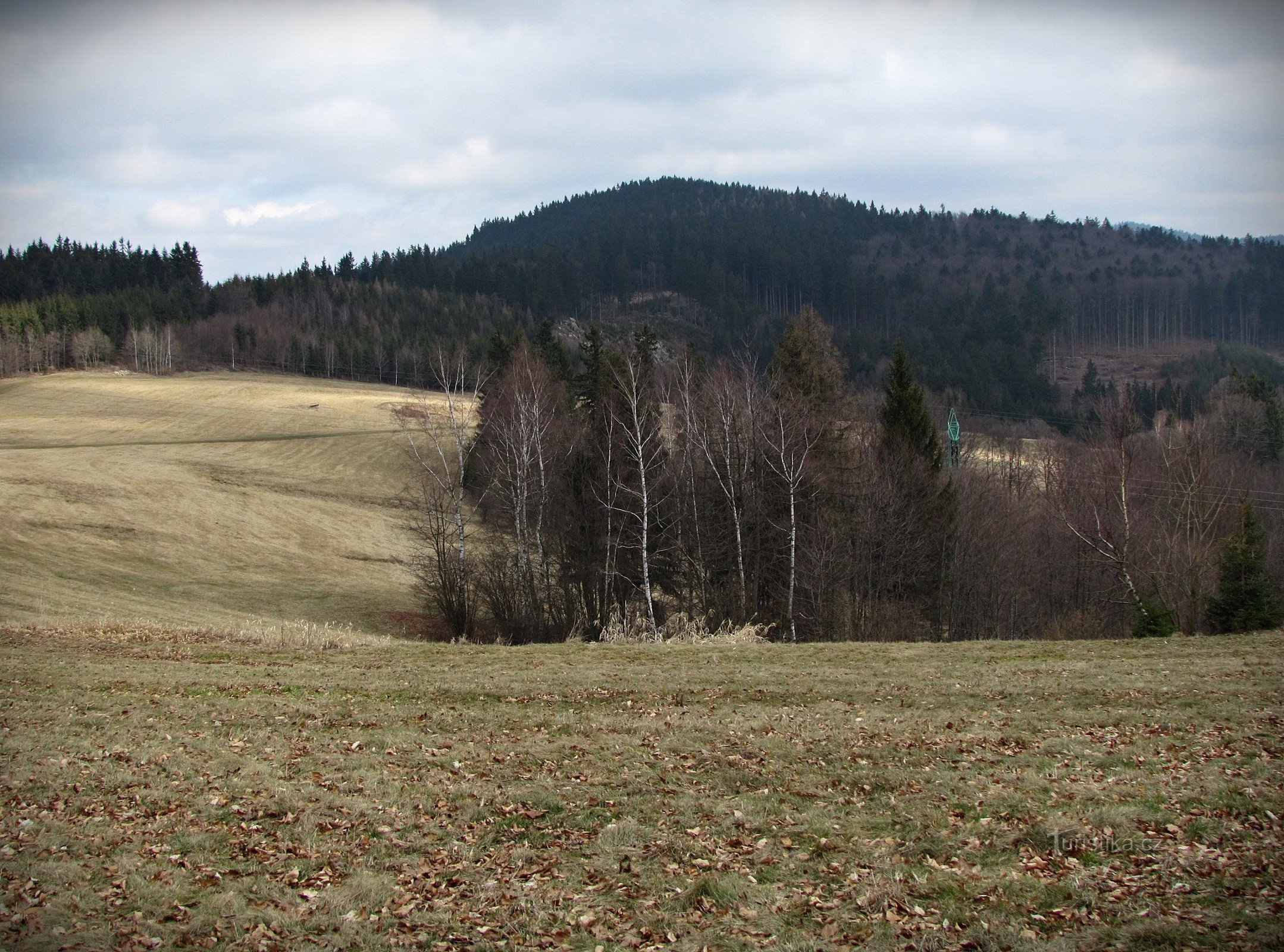 Butorky z łąk kośnych