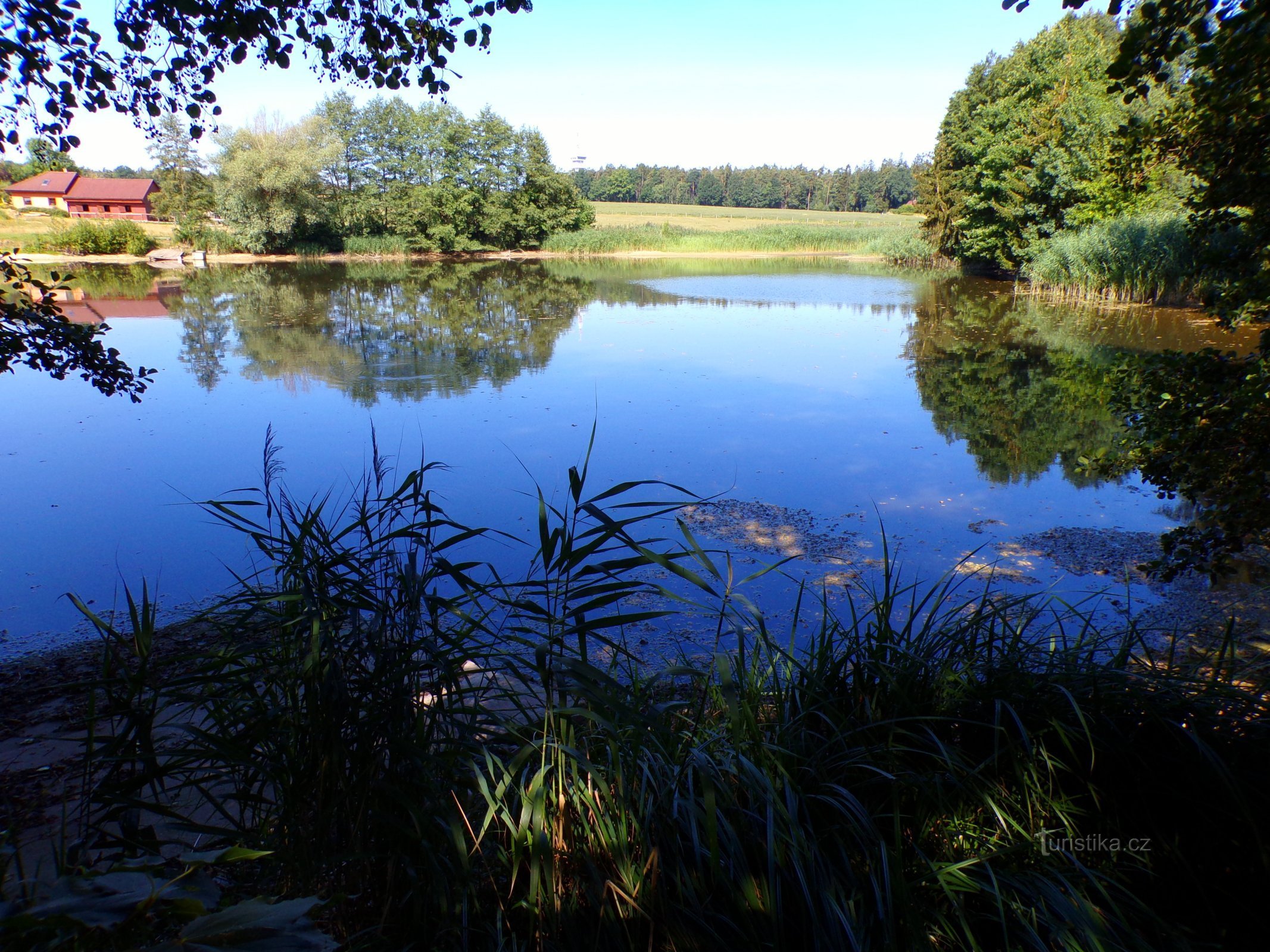 Býšť pond (Býšť, 3.8.2022/XNUMX/XNUMX)