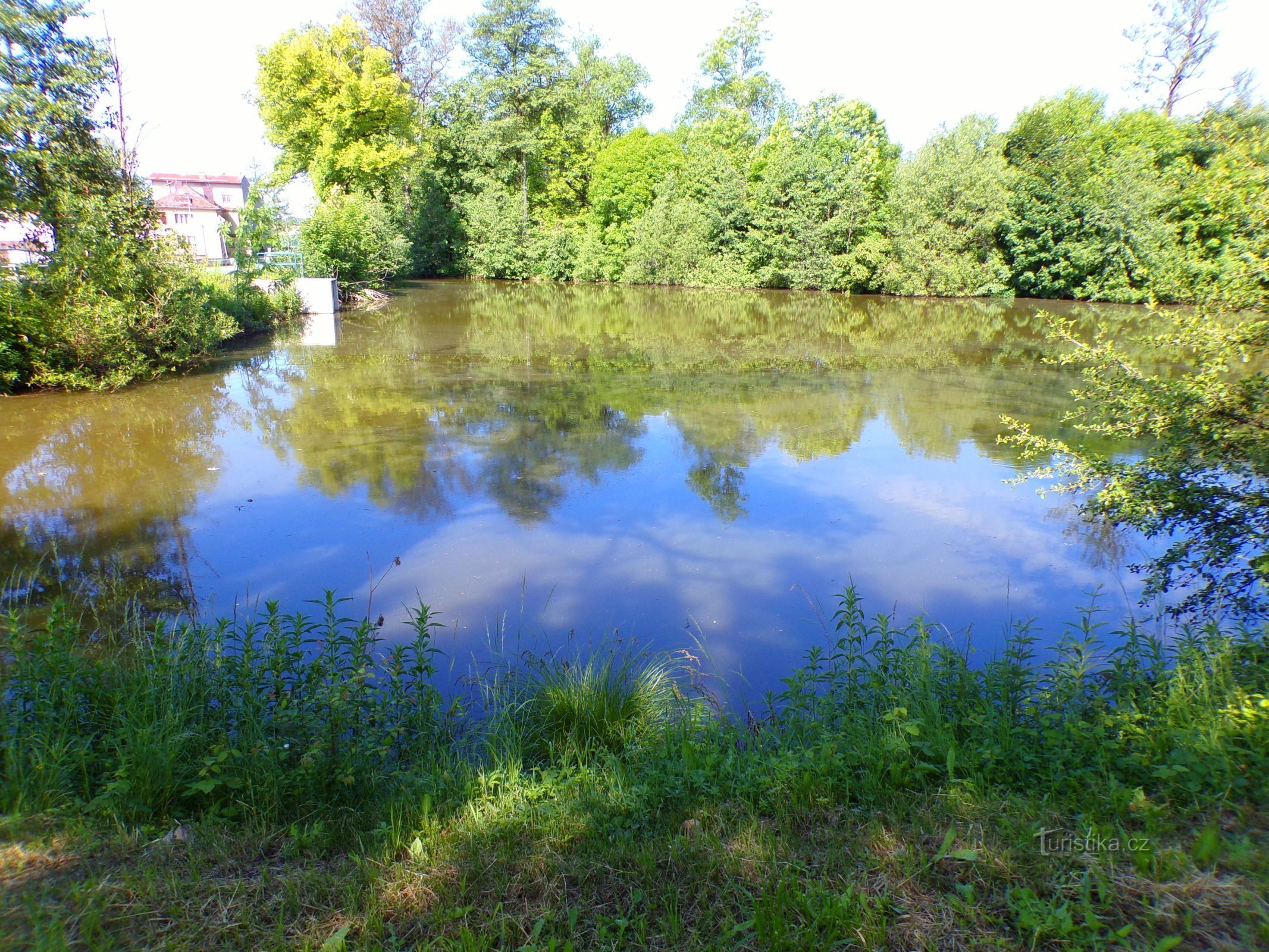 Dawny zbiornik młyński naprzeciwko młyna Podhráz (Lázně Bělohrad, 31.5.2022)