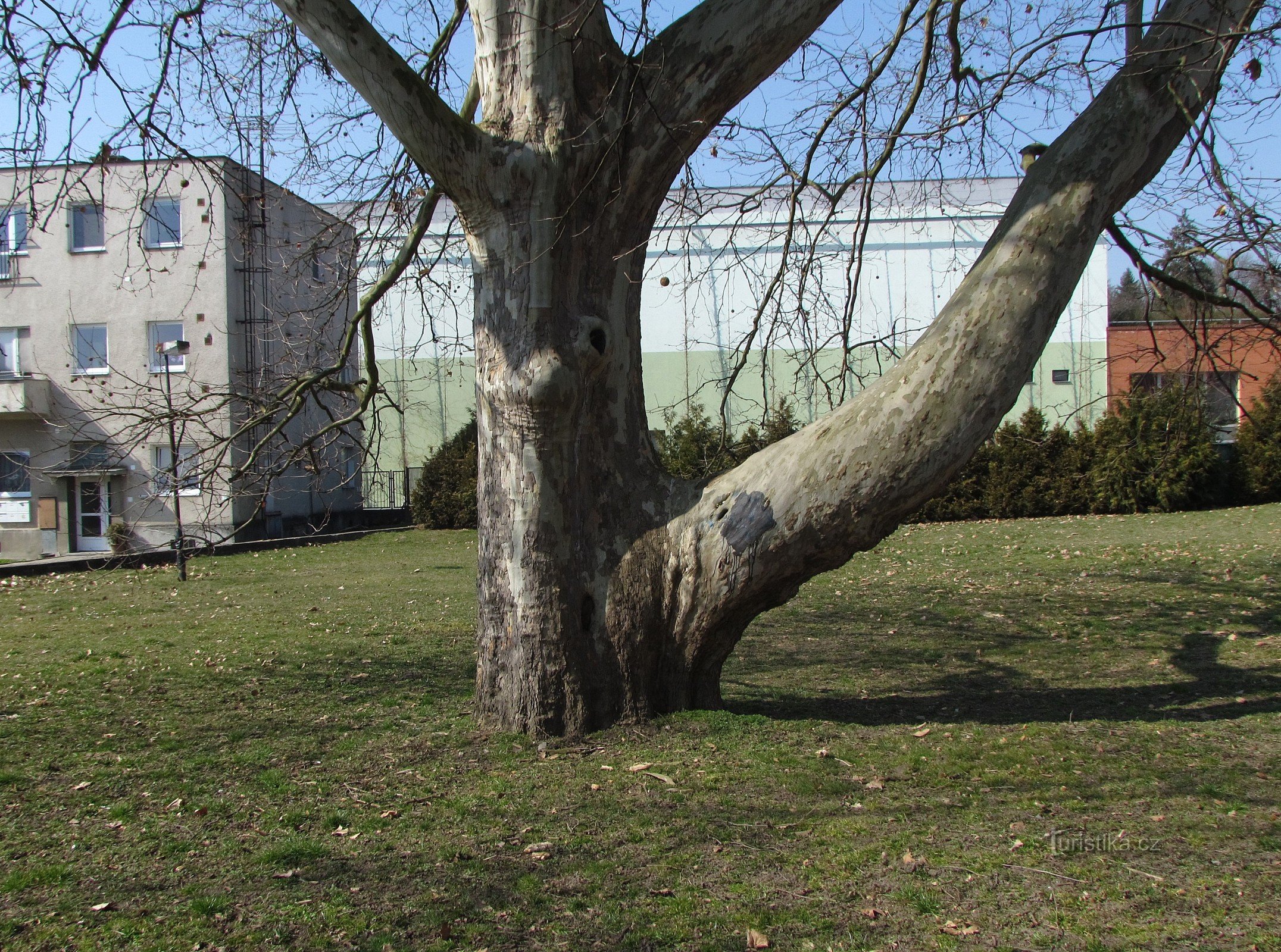 Bzenec - château platanes