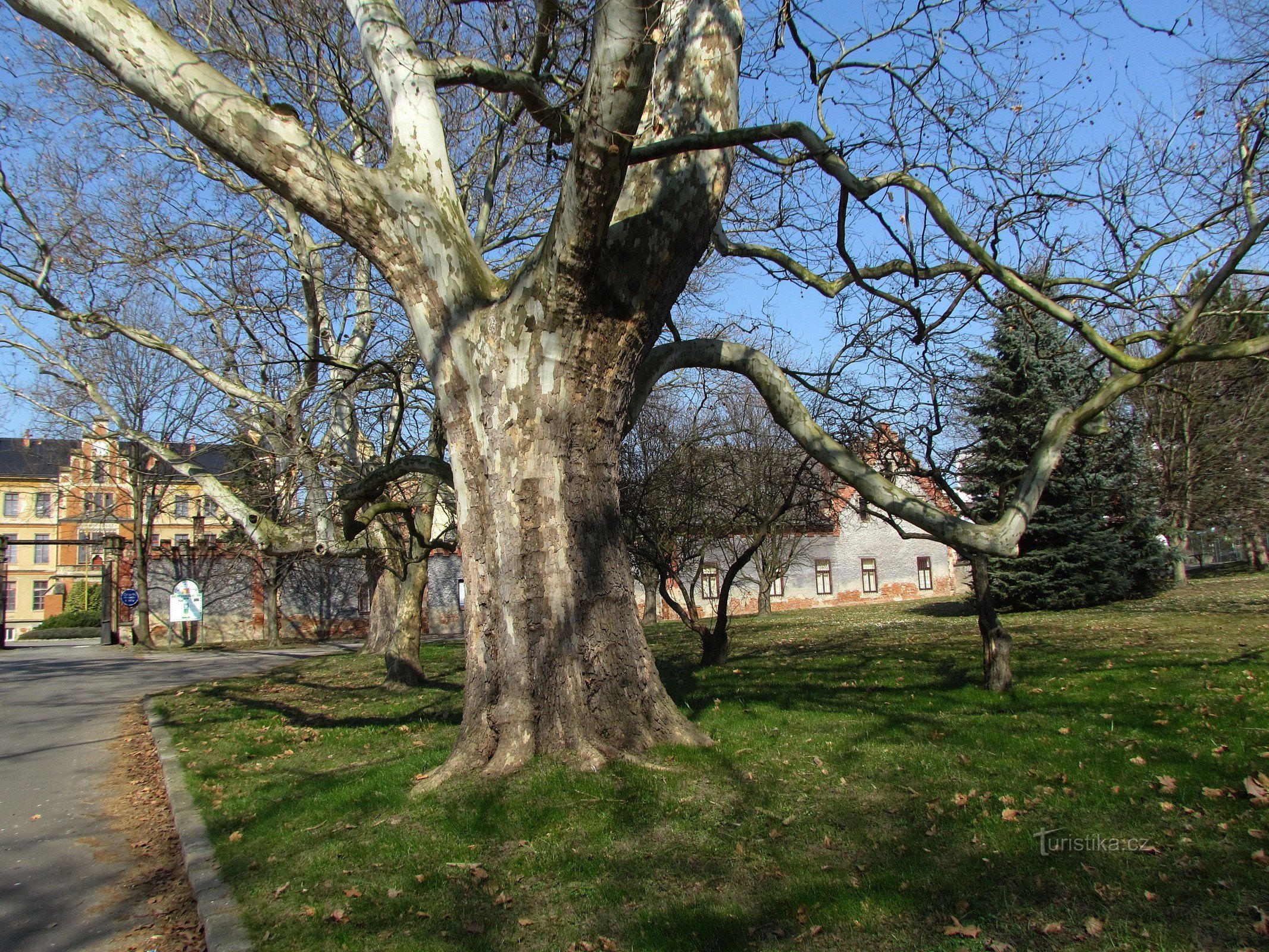 Bzenec - slottet platantræer