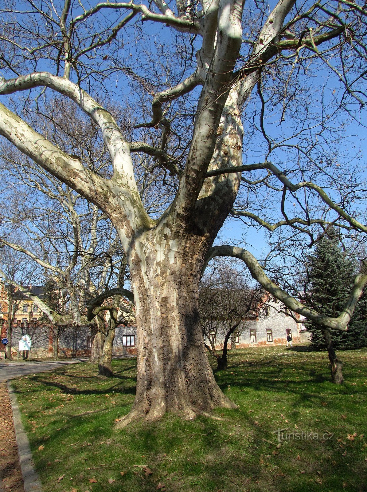 Bzenec - château platanes