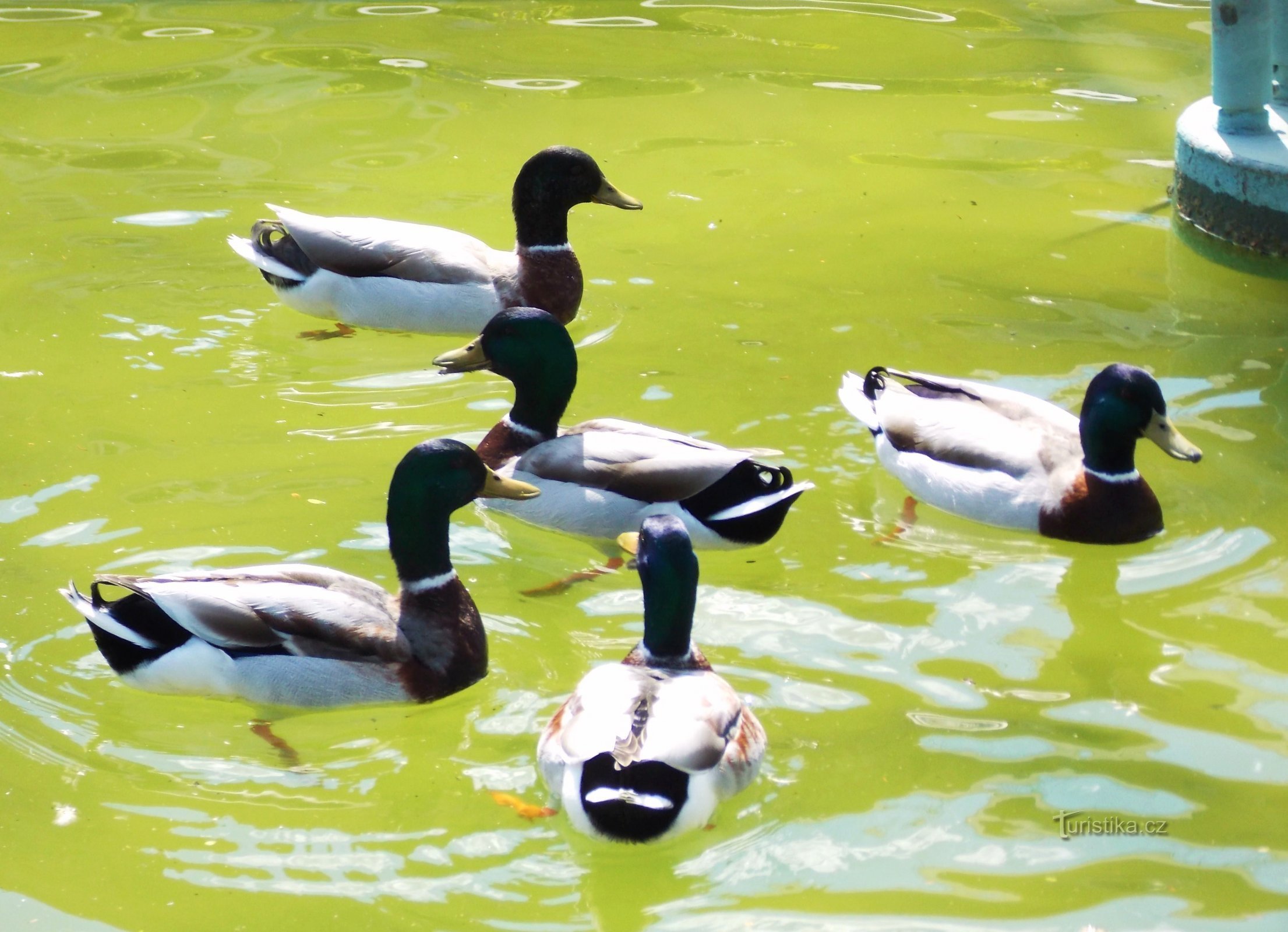 Kawiarnia Restauracja Fontana - Smetanovy sady, Ołomuniec