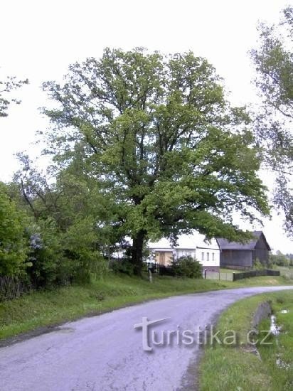 Čaková - árvore e monumento a Hans Kudlich