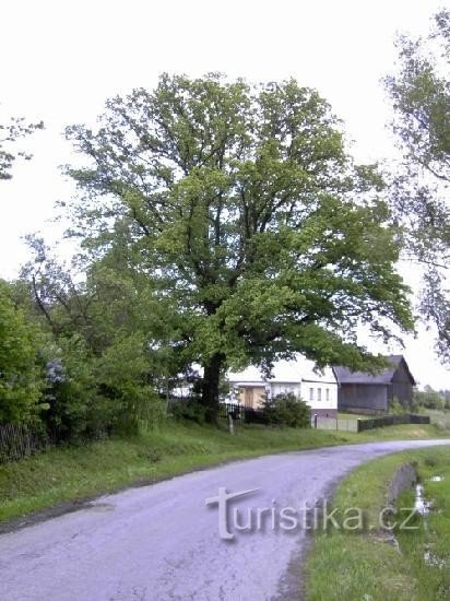 Čaková - árbol y monumento a Hans Kudlich