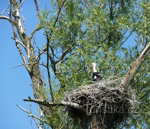 Stork