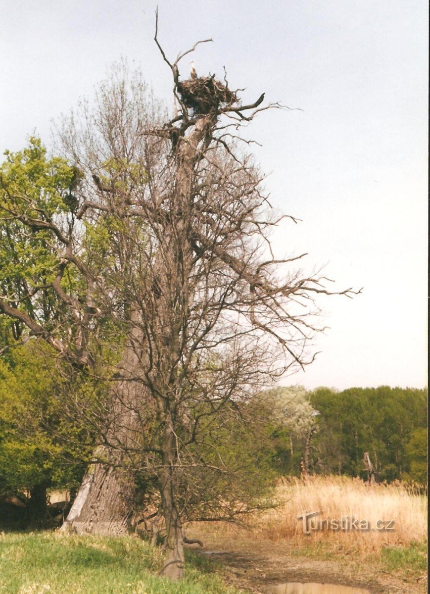 古い樫の木にあるコウノトリの巣