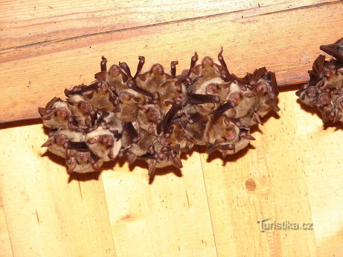 Part of a bat colony