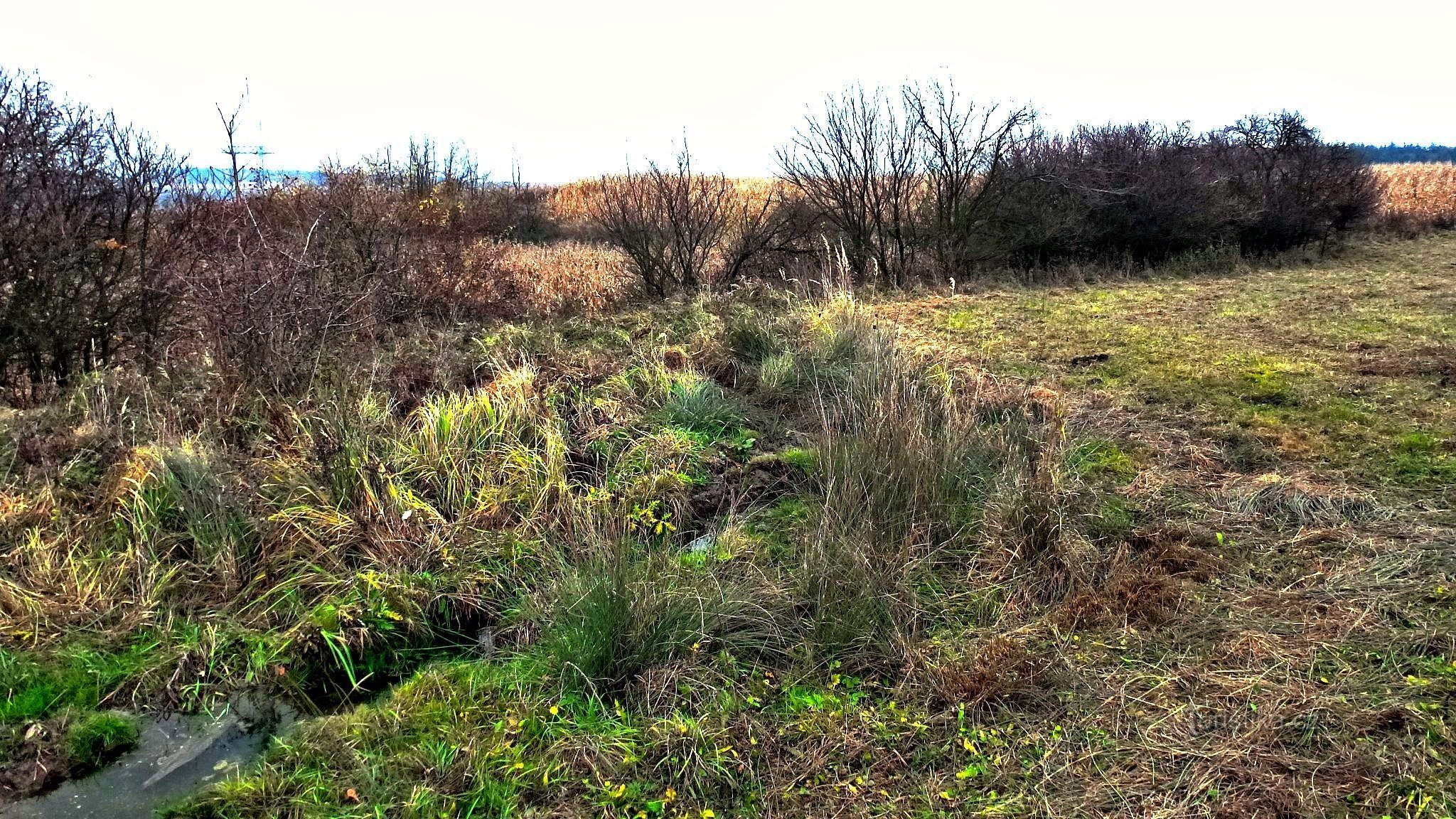 part of the northern slope is waterlogged and covered with reeds