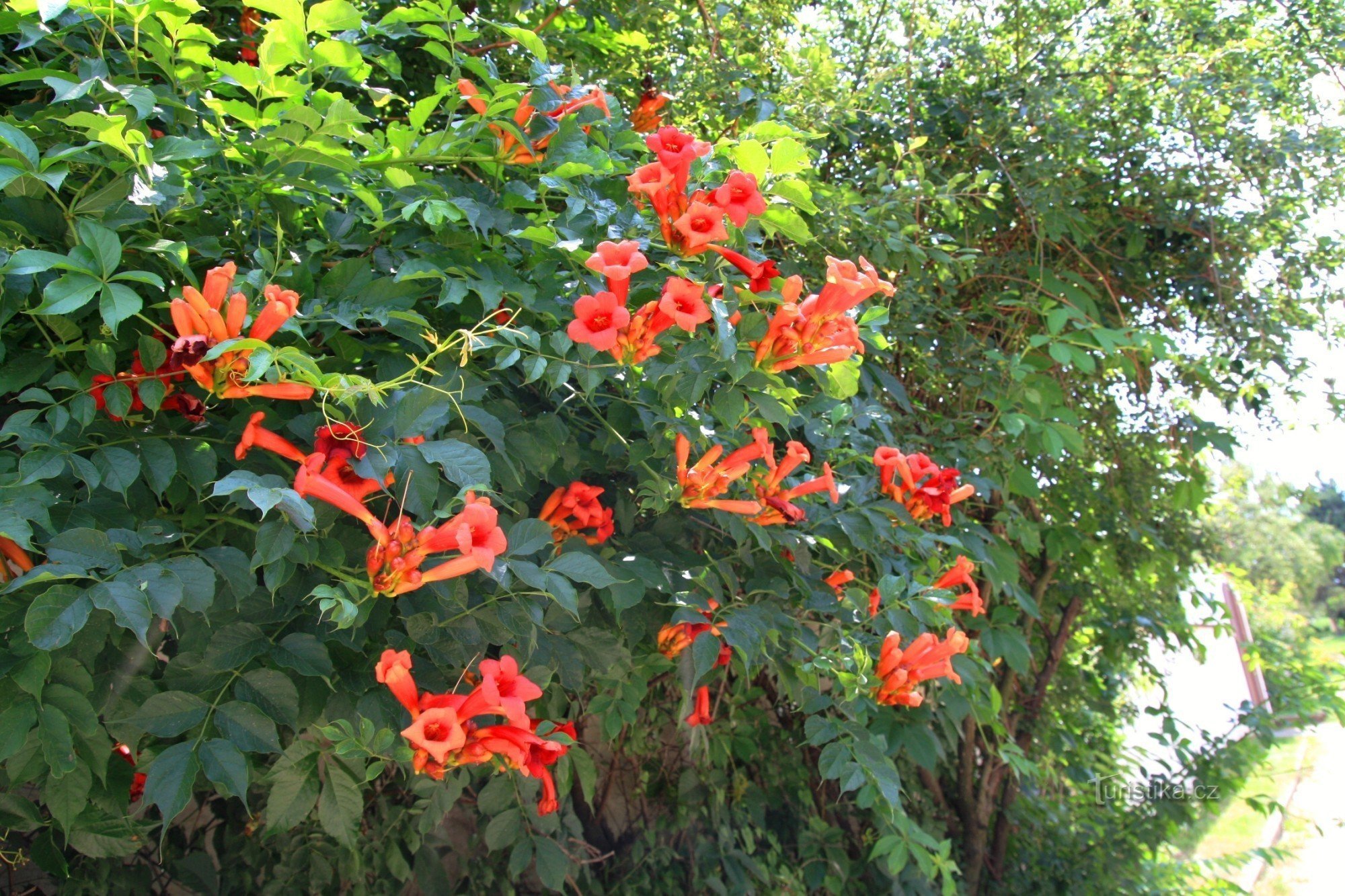 Parte da parede é complementada por decoração de flores de escalada