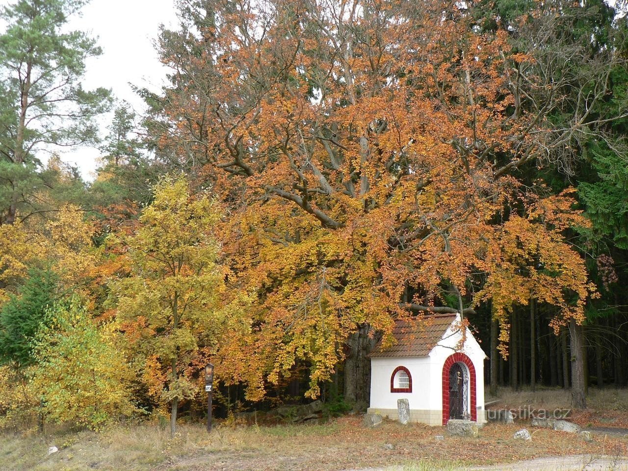 Дуб Чеканицький з каплицею