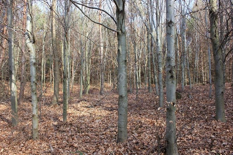 Čekyně II