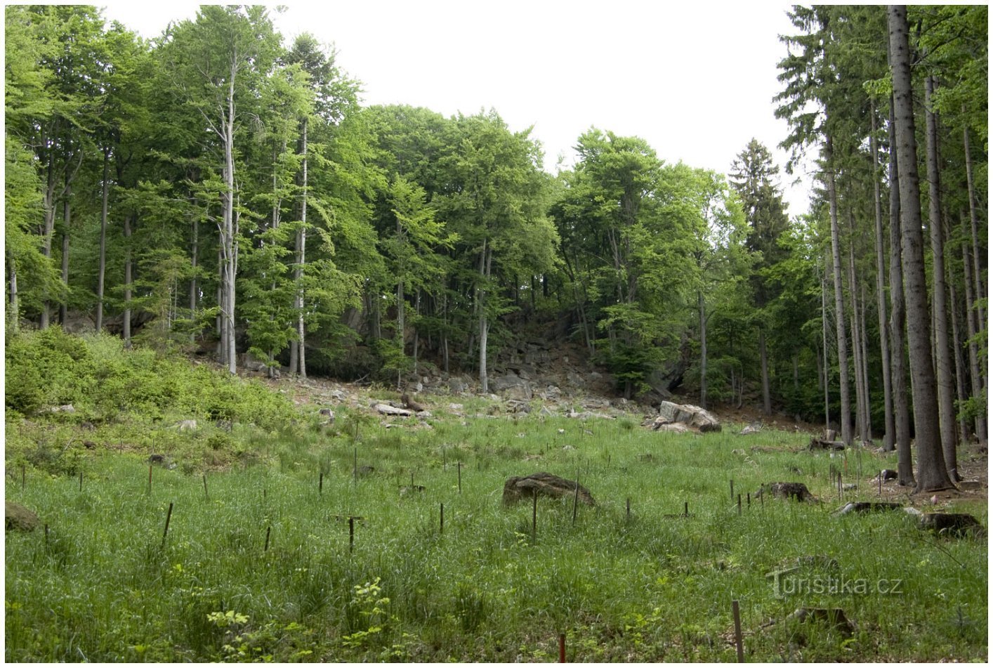 Полностью засаженный деревьями Брэдло в 2007 году.